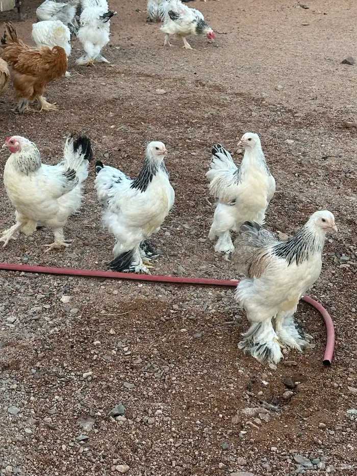 دجاج براهما كلومبي فواخرر 0