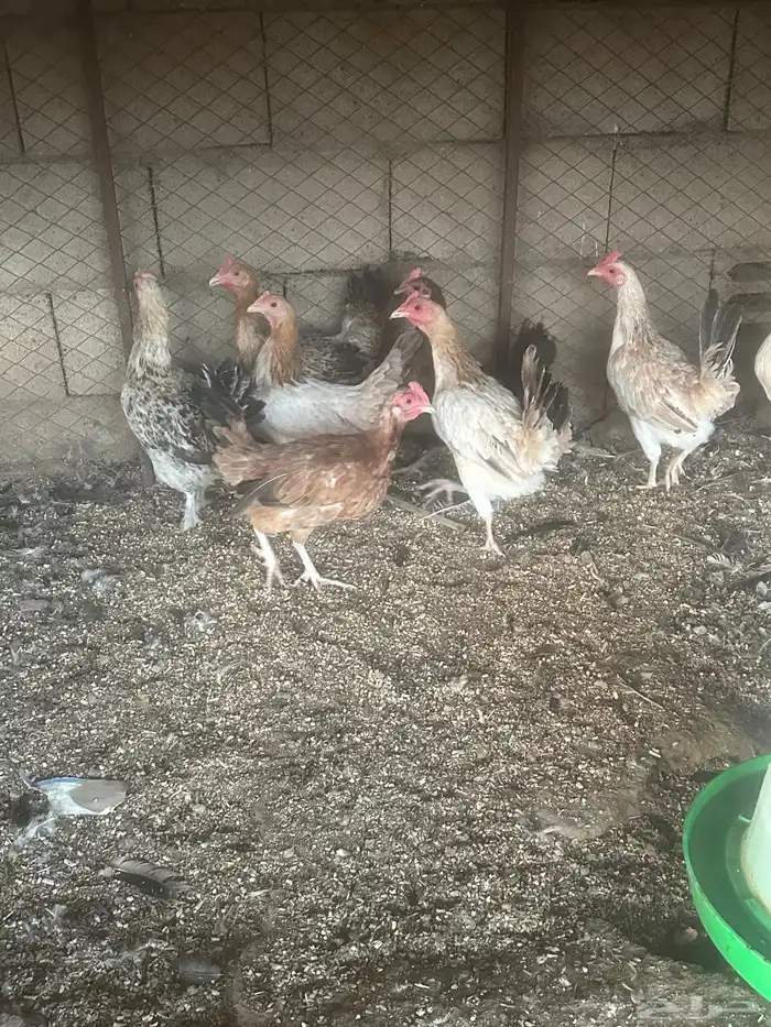 للبيع دجاج مزرعه شرط الصحه والانتاج 2