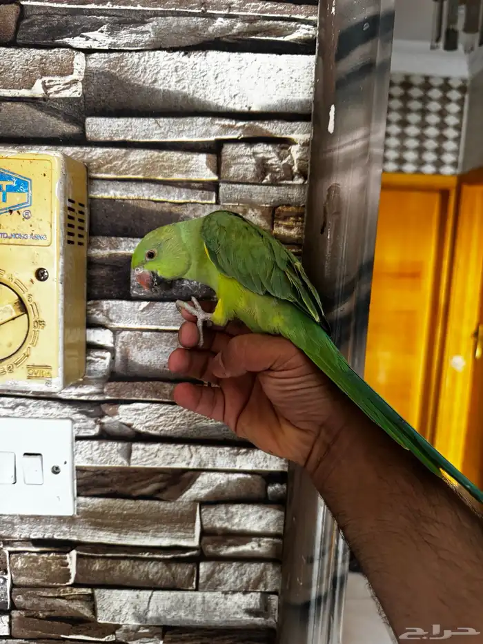 ببغاء دره اليف 4