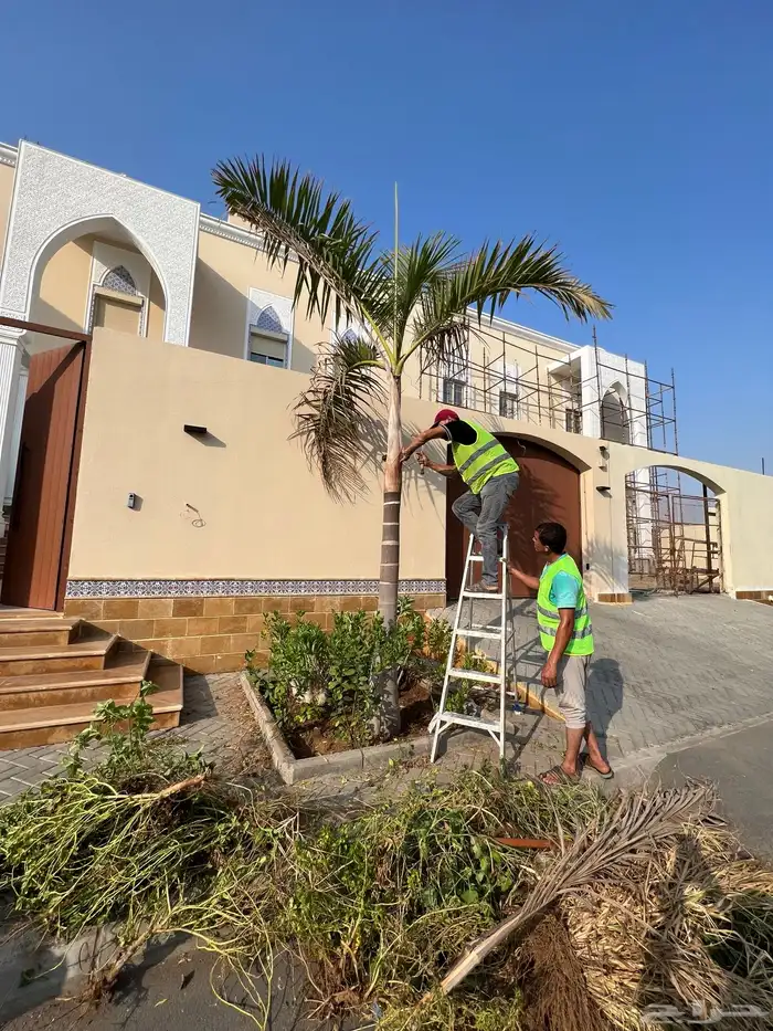 نجيله عشب طبيعي و زراعة وحدائق 18