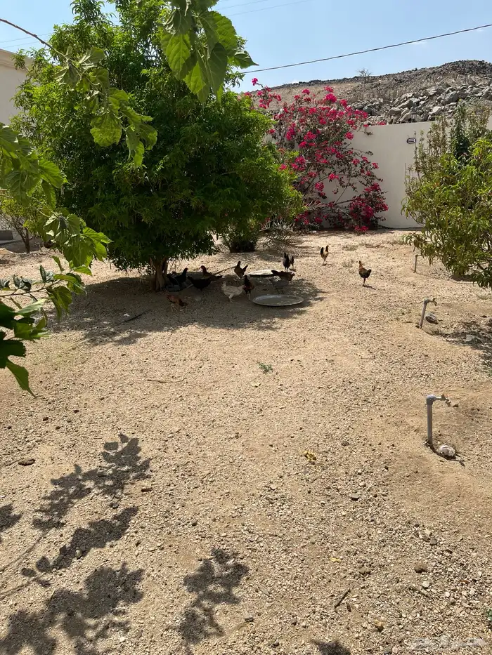 دجاج بلدي حضان للبيع 1
