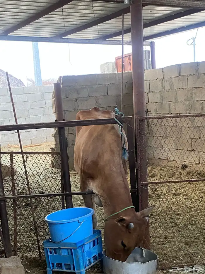 بقره وحسيل للبيع 2
