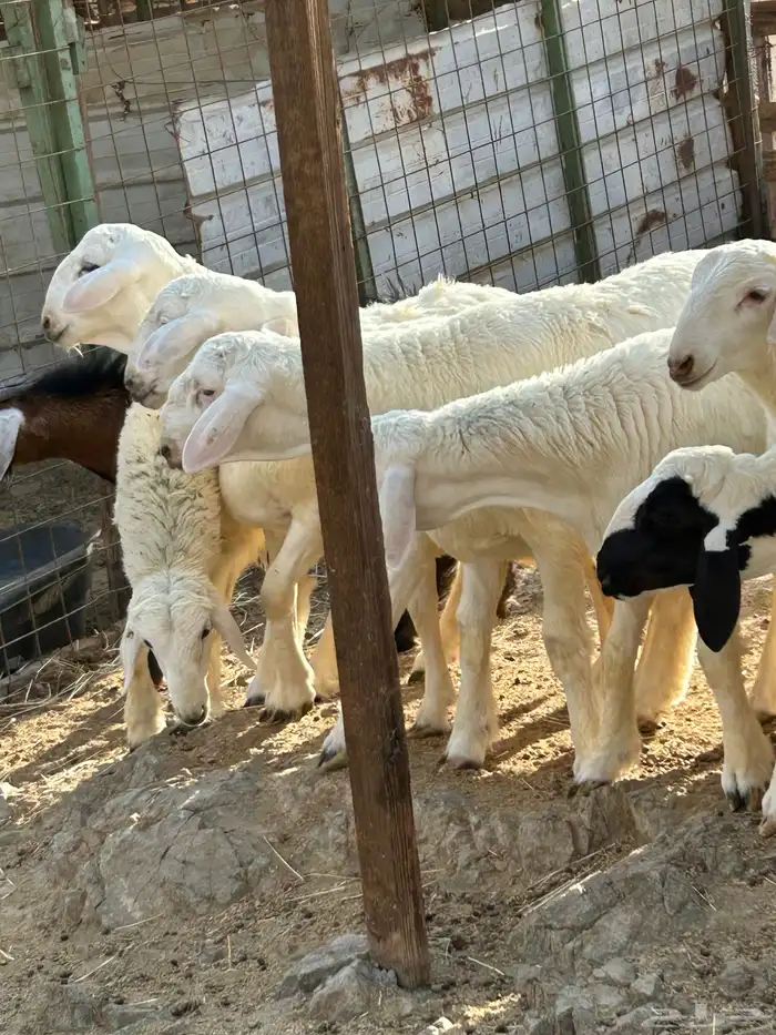 طليان ورخال حرية 8
