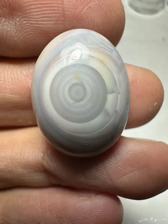 سليماني هندي ابيض على رصاصي غريب من النوادر 2