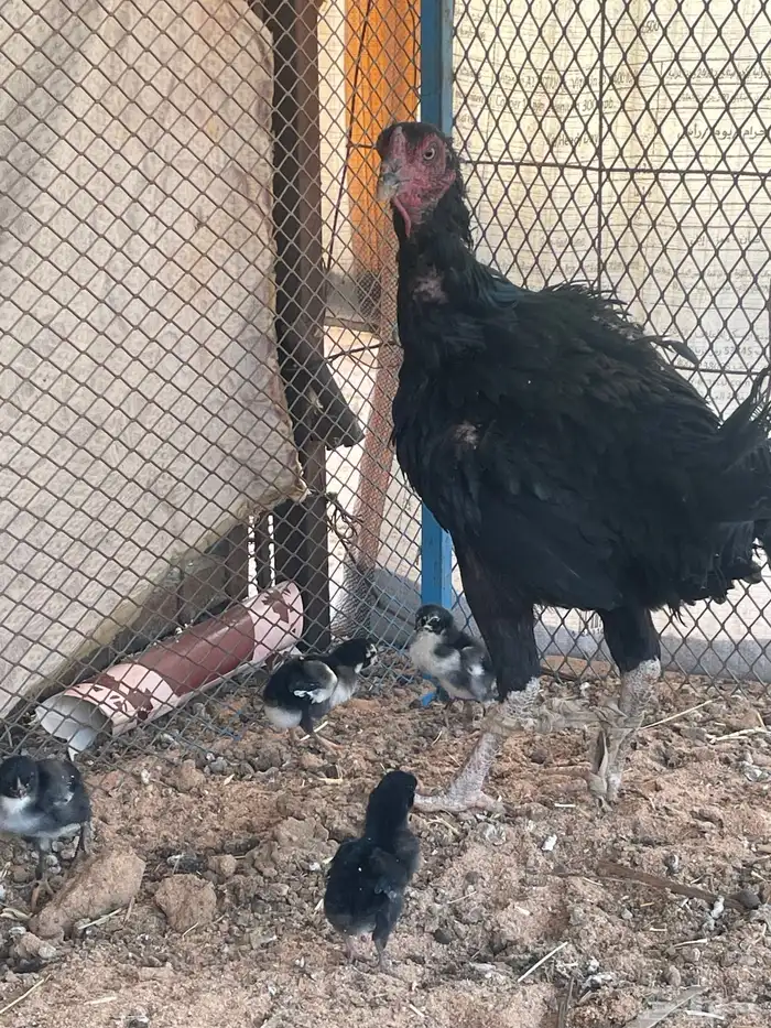 دجاج باكستاني لامع 0