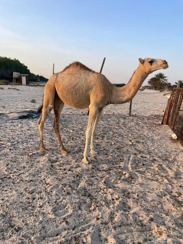 بكره شقحاء 0