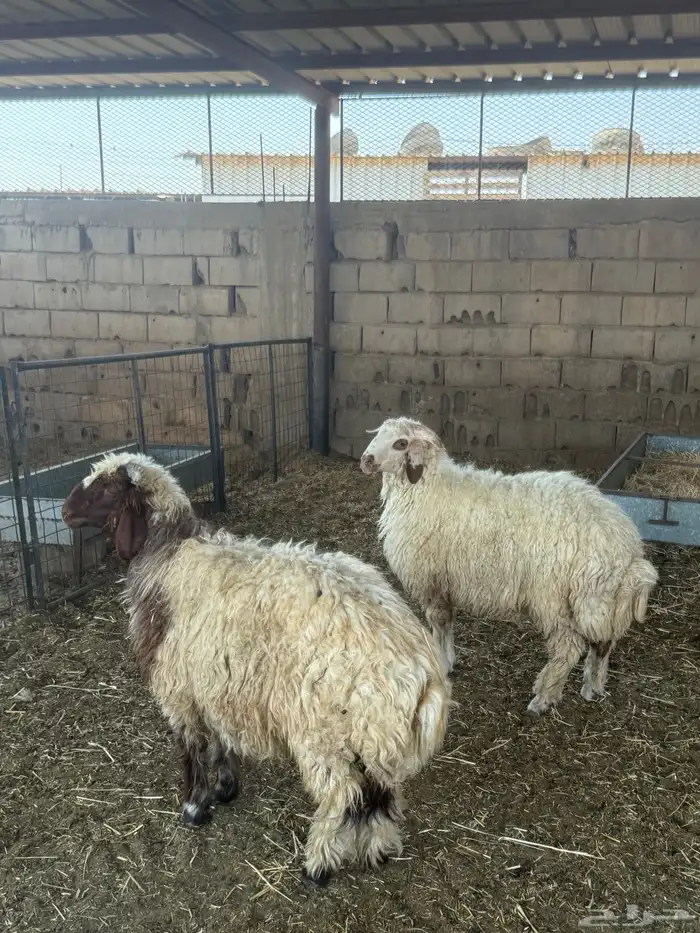 للبيع خرفان نعيم ظهورها فل 2