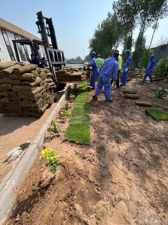 نجيله عشب طبيعي و زراعة وحدائق 33