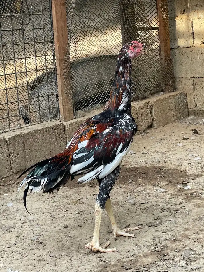 للبيع ديوك سندي 4