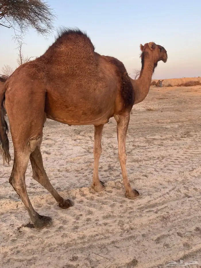 ناقه حمرا لقحه 1