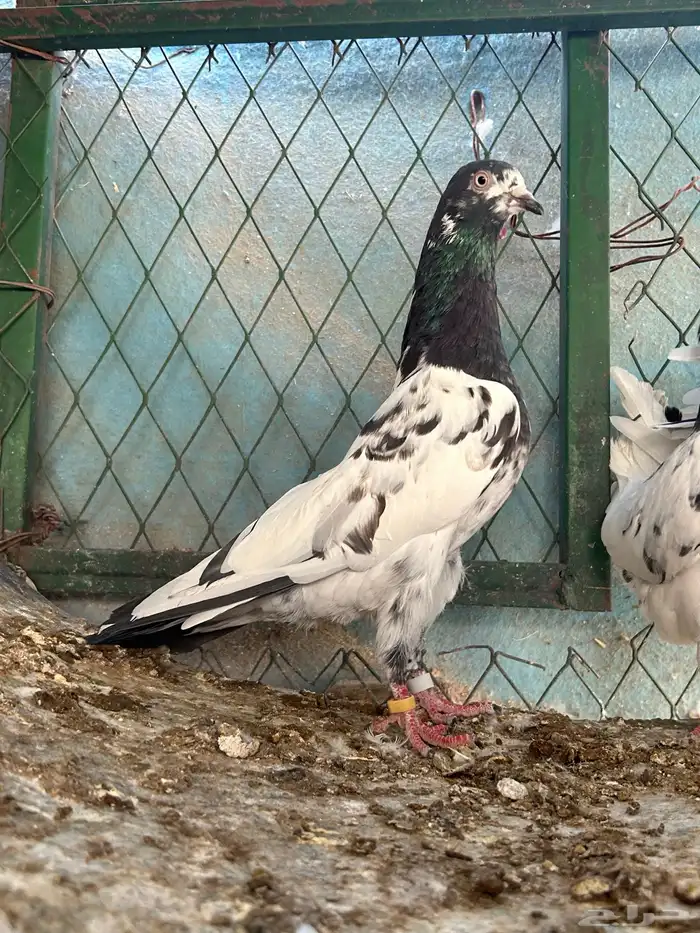 للبيع حمام بكستاني تيدي فواخر مستويات قويه 2