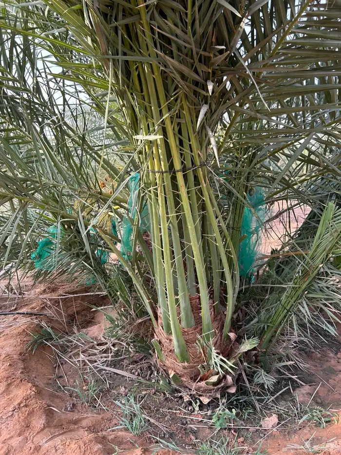 توريد جميع أنواع النخيل 2