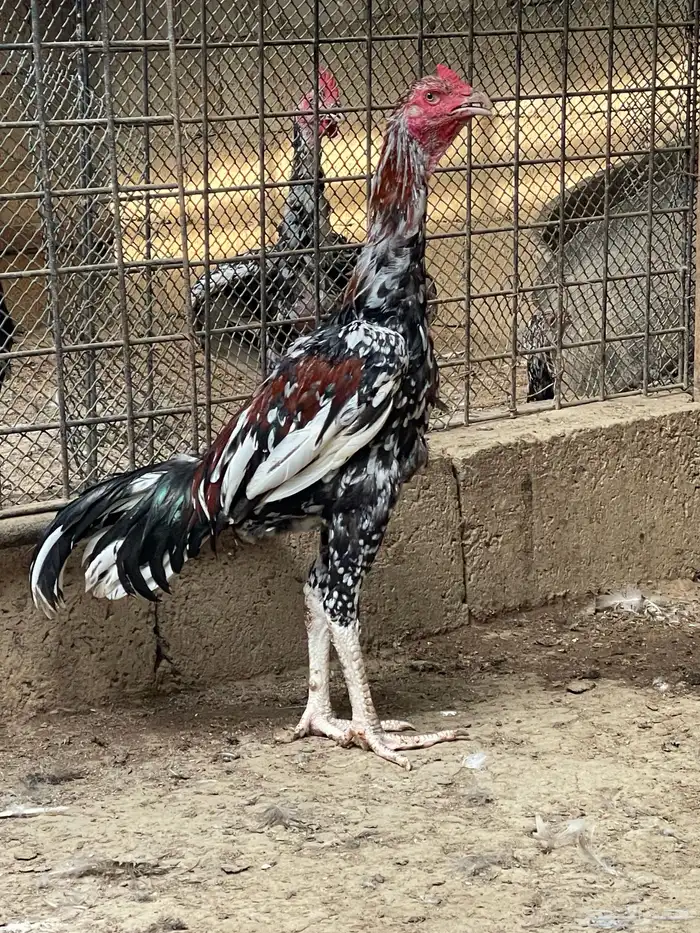 للبيع ديوك سندي 5