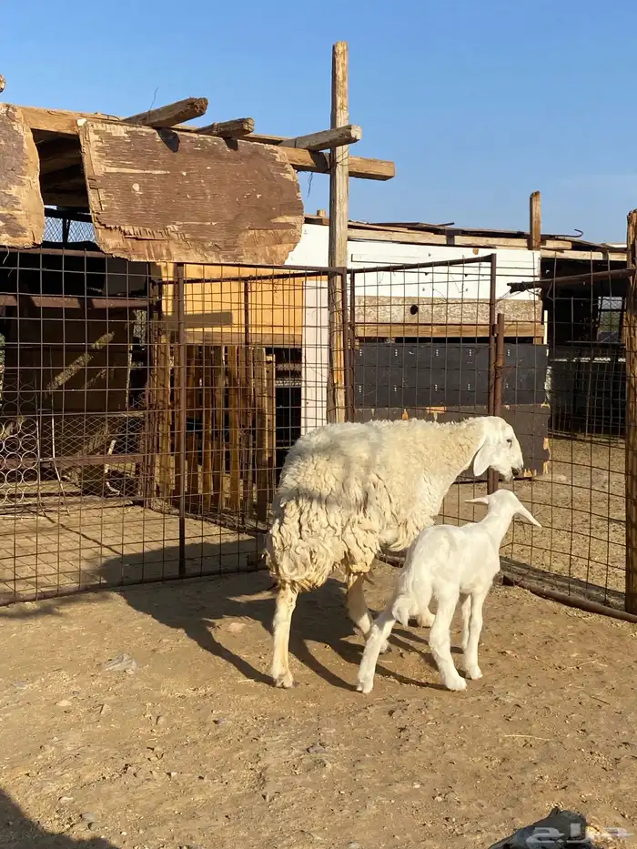 نعجة حبصية جرم والد(تم البيع) 8