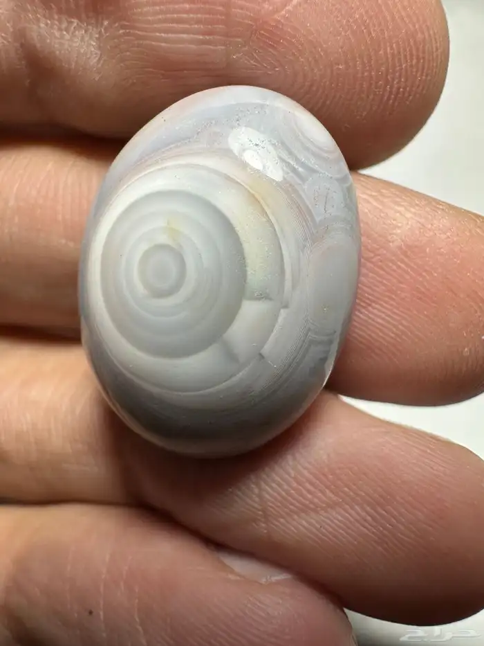 سليماني هندي ابيض على رصاصي غريب من النوادر 3