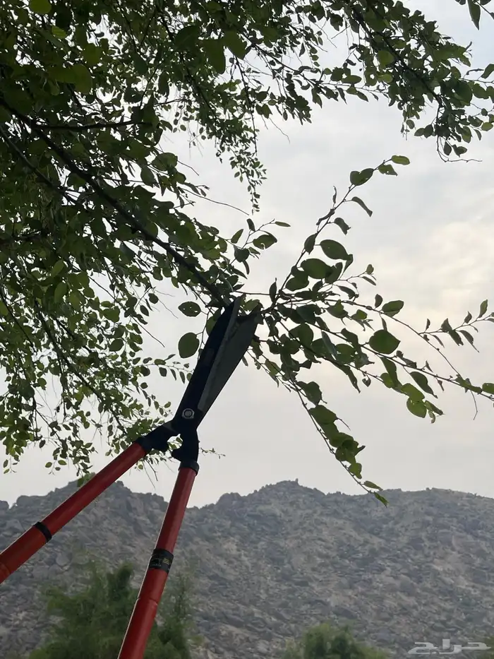 السدر البلدي من تهامه 12