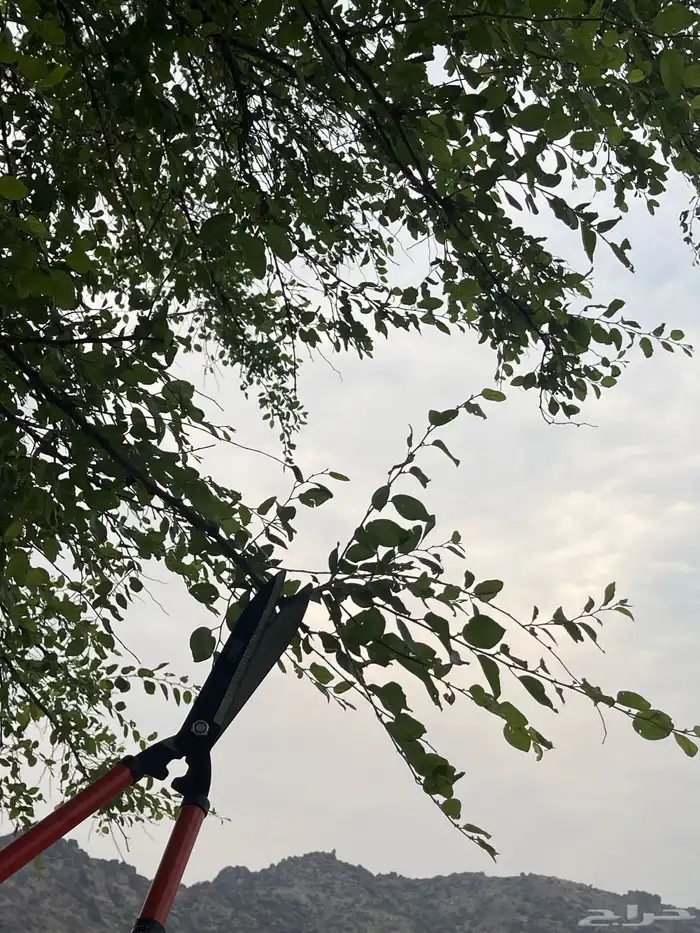 السدر البلدي من تهامه 11