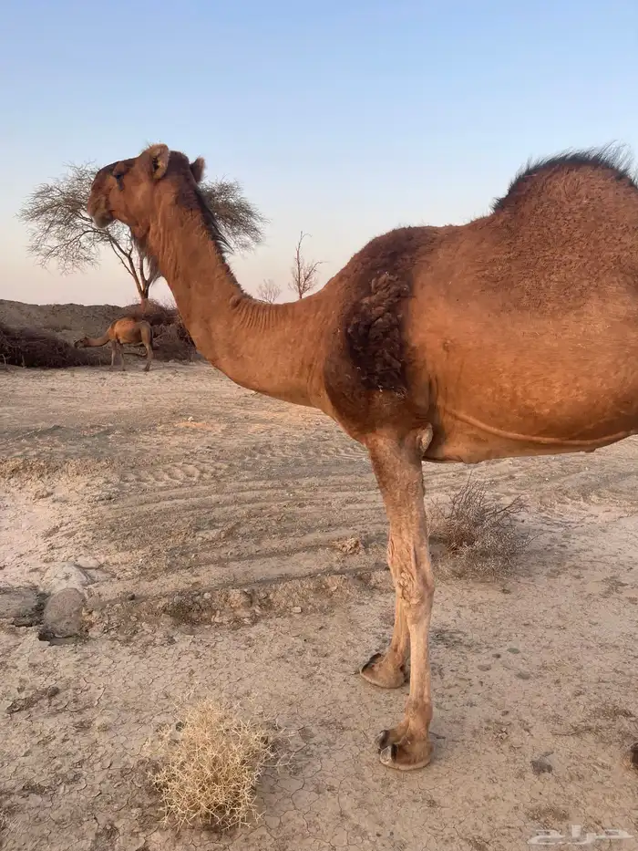 ناقه حمرا لقحه 7