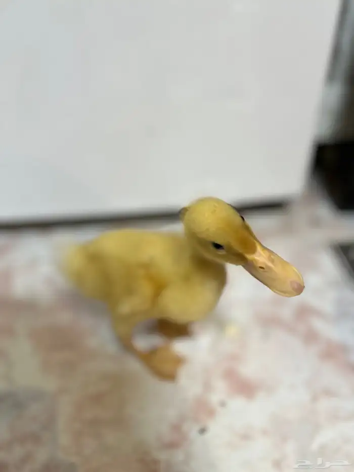 للبيع بط بكيني 0