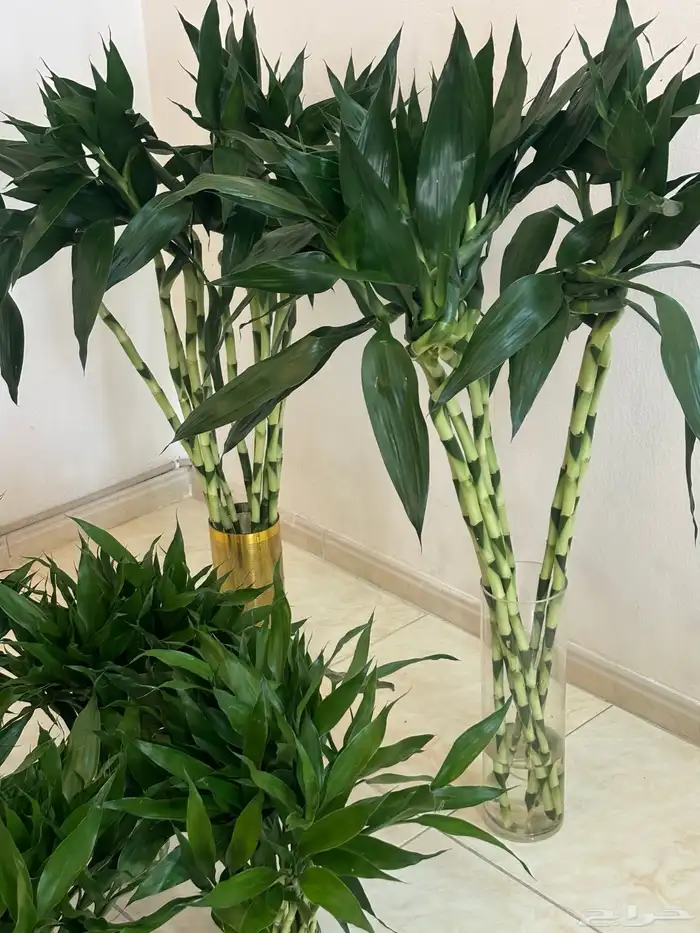 نباتات داخلية 8