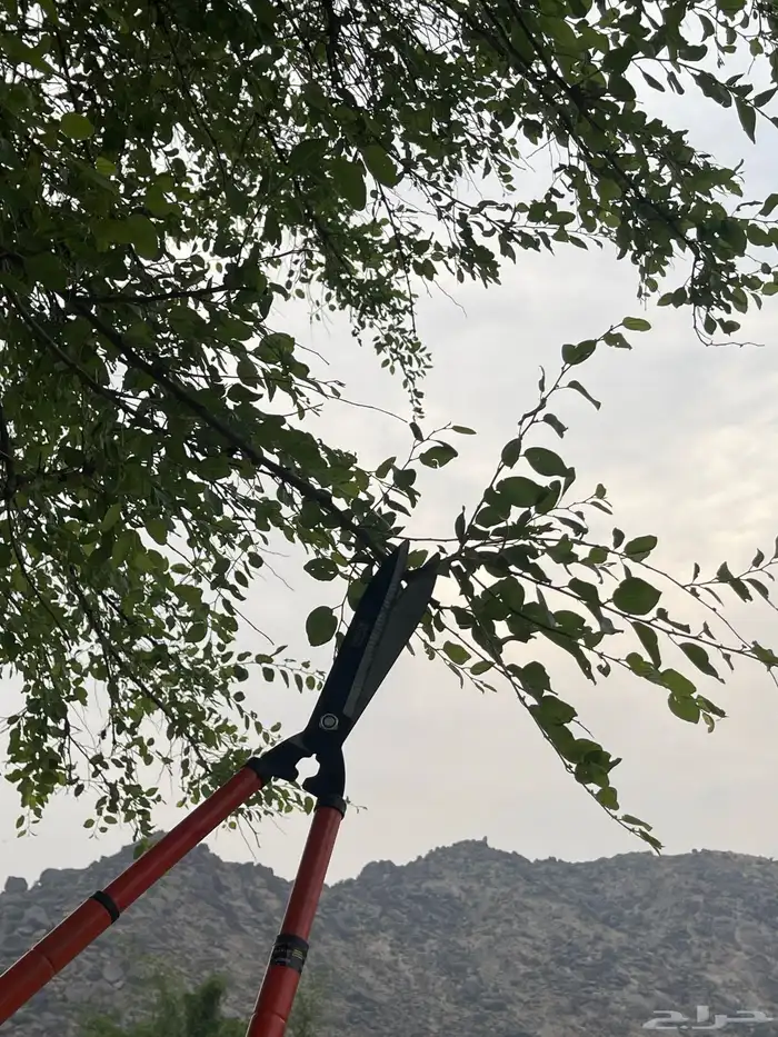 السدر البلدي من تهامه 10