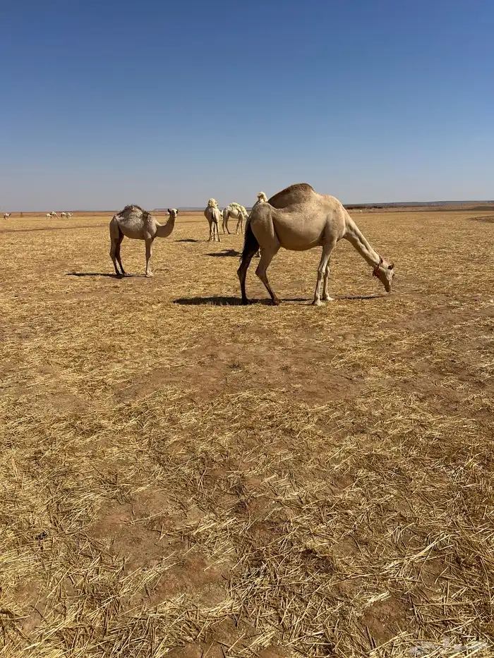 ناقة عشرا مع قعودها 1