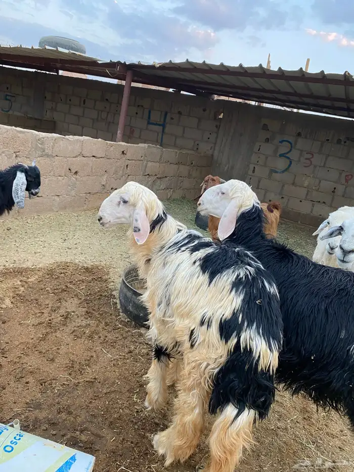 تيوس وخرفان للبيع 1