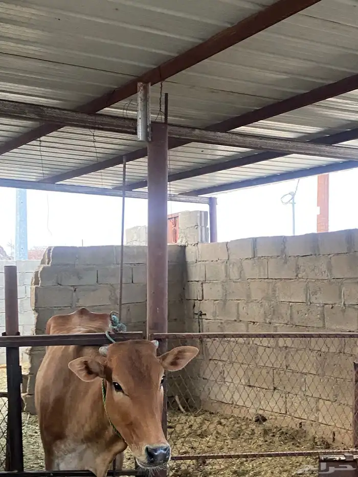 بقره وحسيل للبيع 0