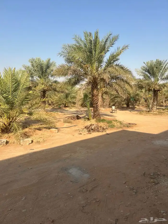 توريد جميع أنواع النخيل 0