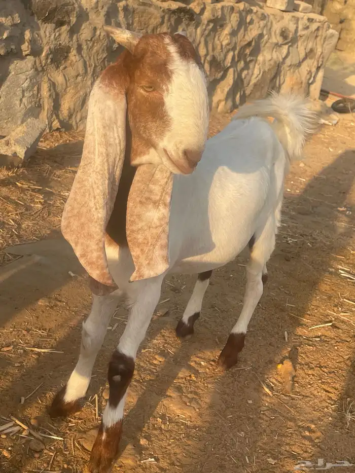 مشروع فحل تيس هولندي 2