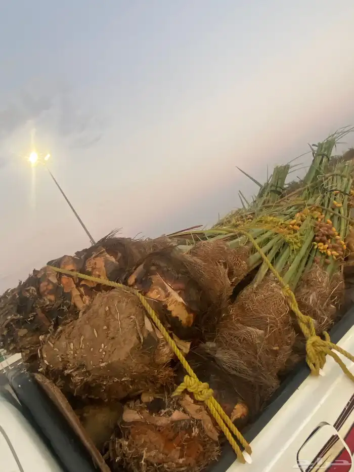 خلاص كبار بتمره 1