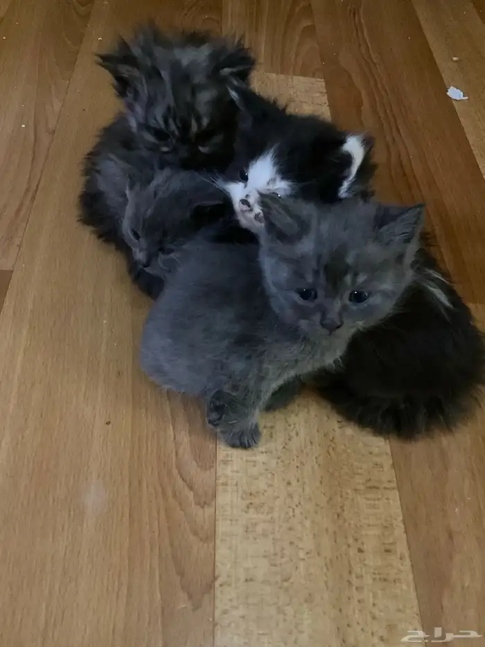 قطط للتبني 2