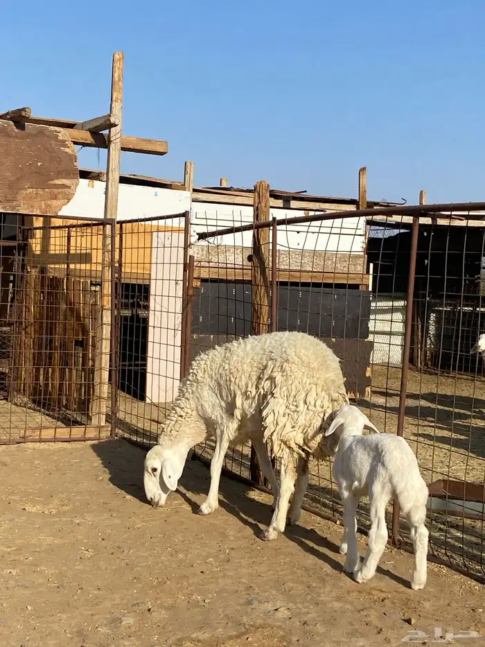 نعجة حبصية جرم والد(تم البيع) 3