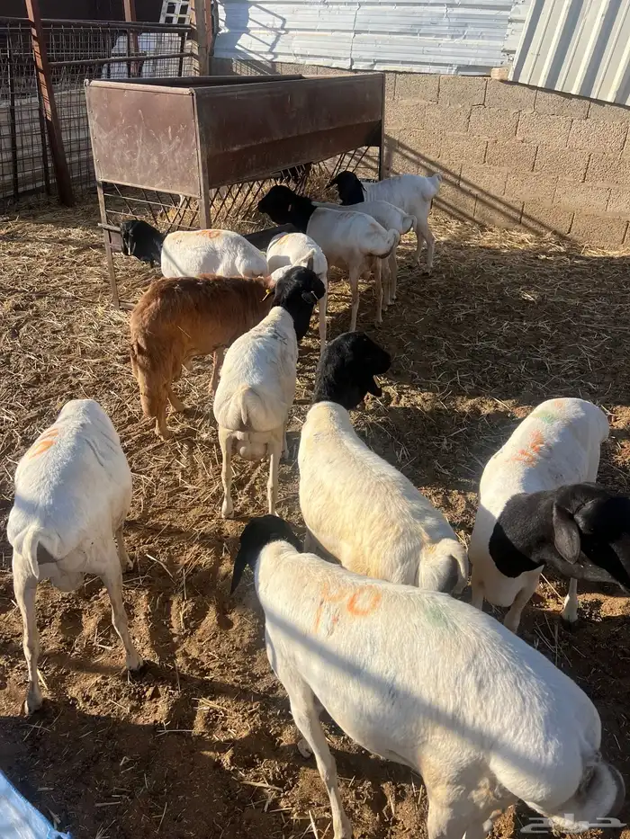 برابر جذعان 4