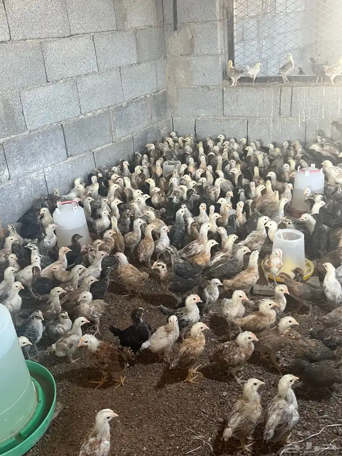 بيض بلدي مخصب نظيف 2