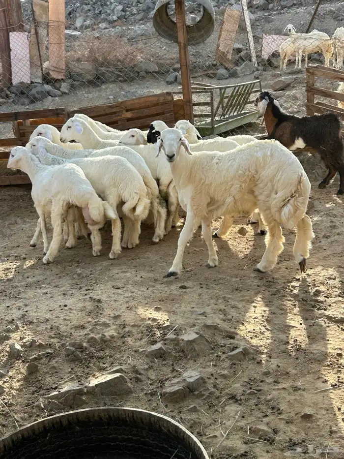 طليان ورخال حرية 3