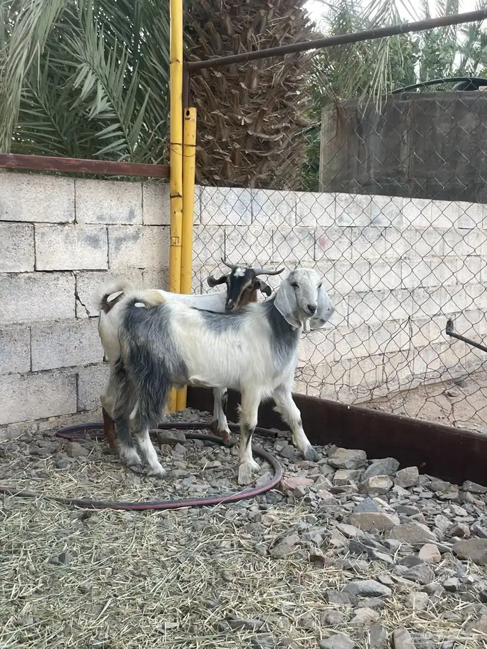 تيوس كفوو فل الفل مرعها زين ونظيفه 5
