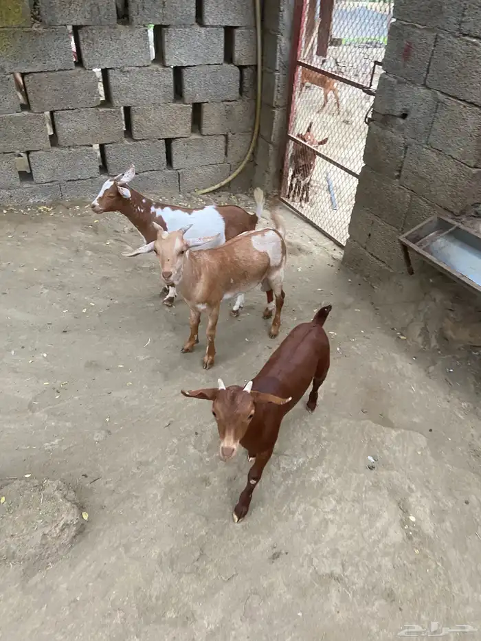 تيوس للبيع 0
