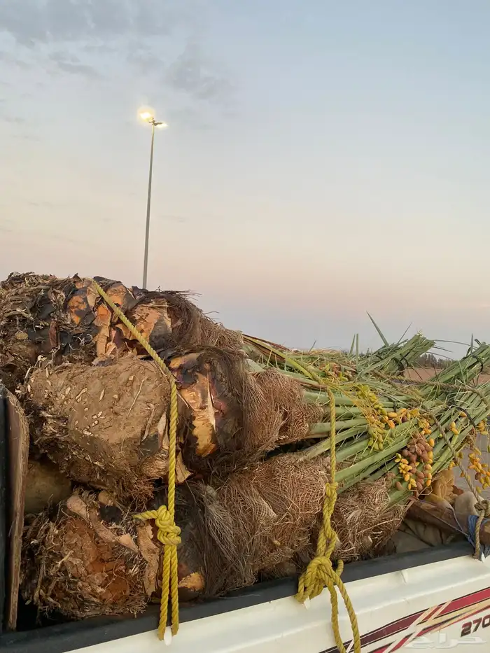 خلاص كبار بتمره 9