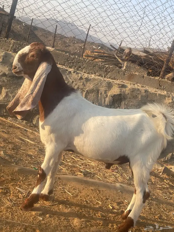 مشروع فحل تيس هولندي 3