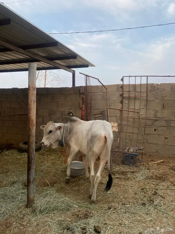 بقره وحسيل للبيع 3