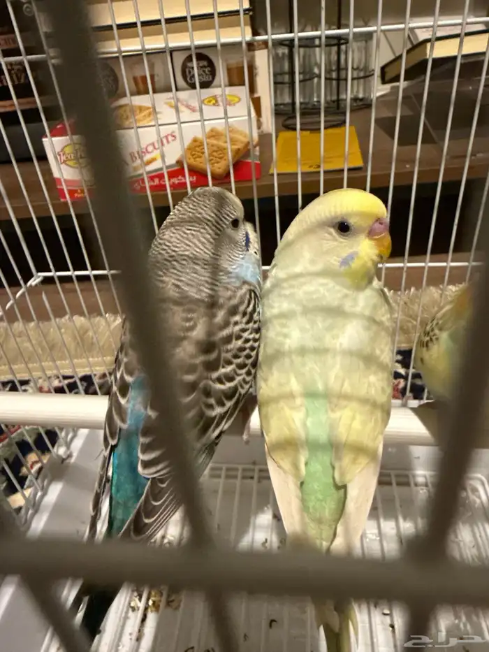 طير بادجي (الملون مباع باقي الأزرق) 1