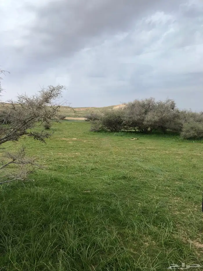 نستقبل التمر الناشف للحلال لحسان النعمة 0