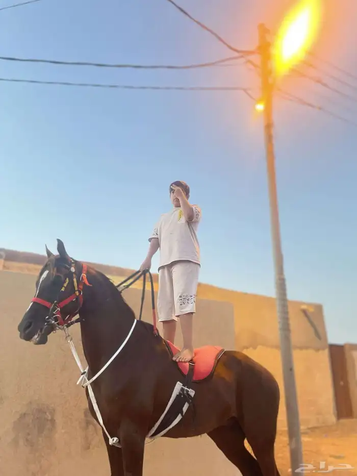 حصان 0