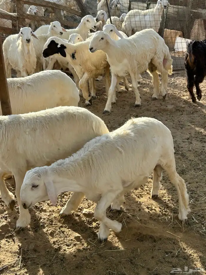 طليان ورخال حرية 1