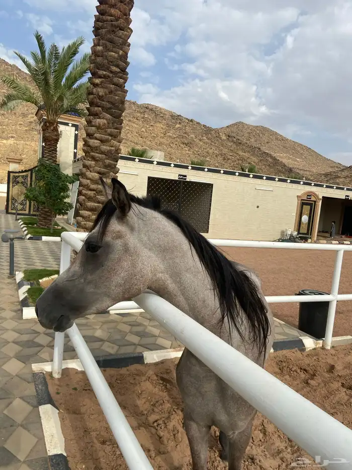حصان واهو شعبي 1