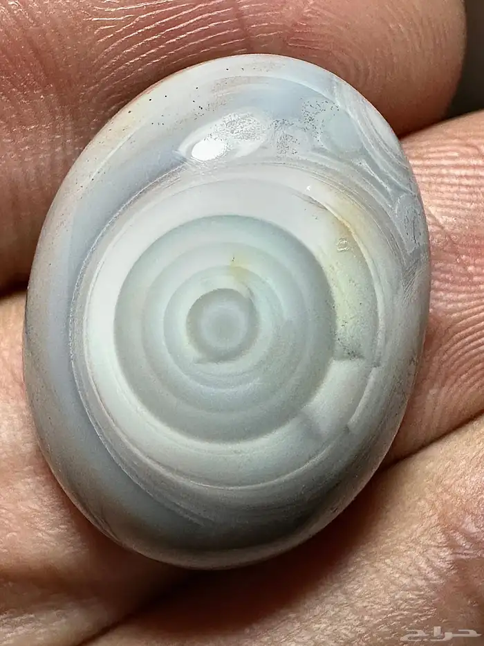 سليماني هندي ابيض على رصاصي غريب من النوادر 0