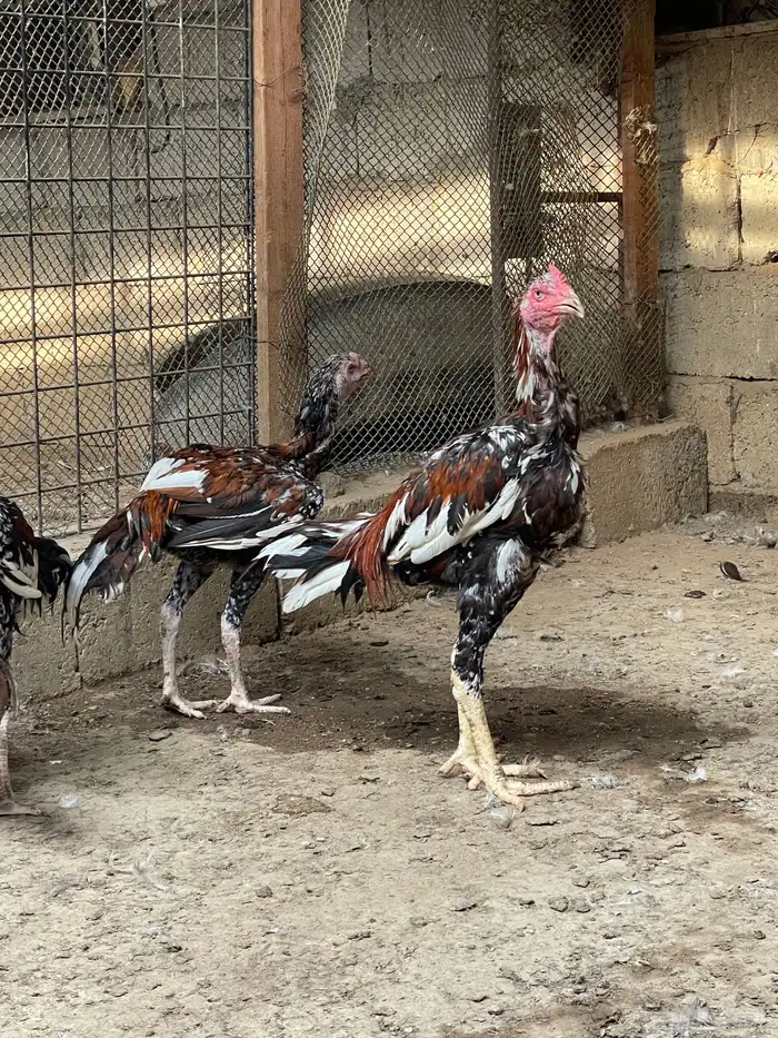 للبيع ديوك سندي 2