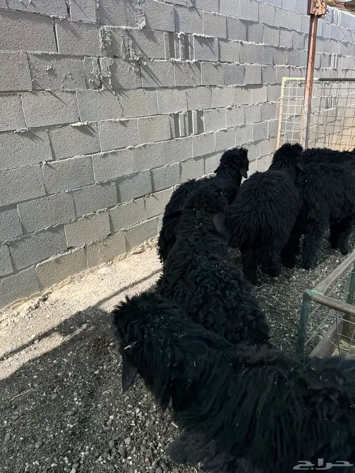 طليان نعيم عرب الإعمار 4 5 شهور تم البيع 0