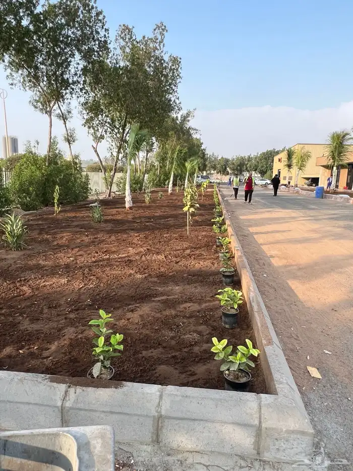 نجيله عشب طبيعي و زراعة وحدائق 30